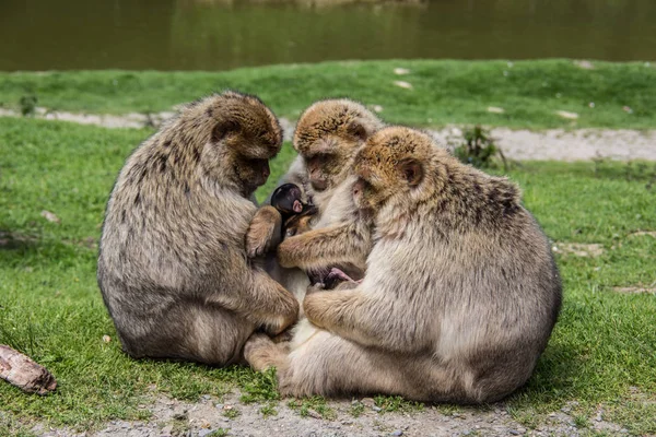 Berberyjska małpa z młode w ramionach — Zdjęcie stockowe