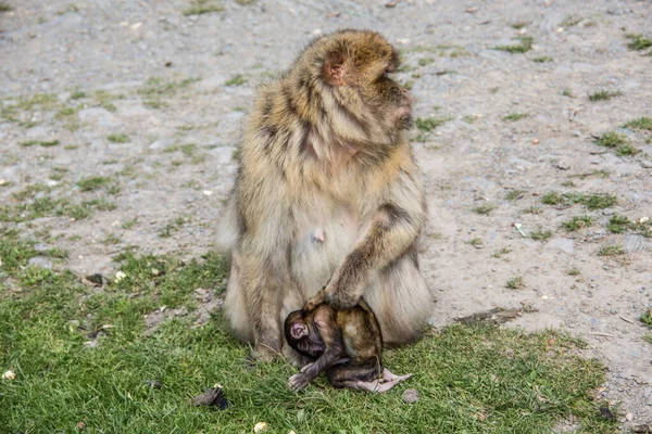 Singe berbère avec un ourson dans les bras — Photo