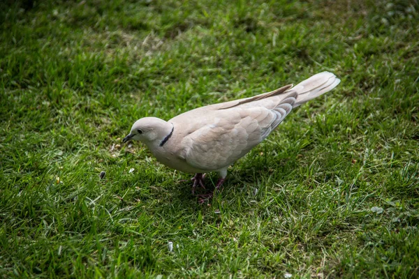 Piccione bianco che ride in giardino — Foto Stock