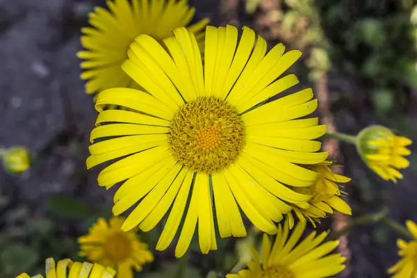 Vacker gul Coltsfoot blomma — Stockfoto