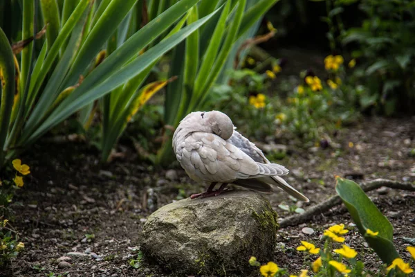 Piccione bianco che ride in giardino — Foto Stock