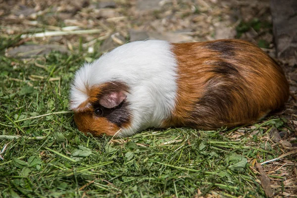 El cerdo de Guinea se divierte en el prado —  Fotos de Stock