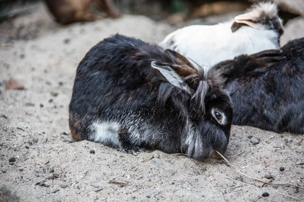 Konijnen in het veld — Stockfoto