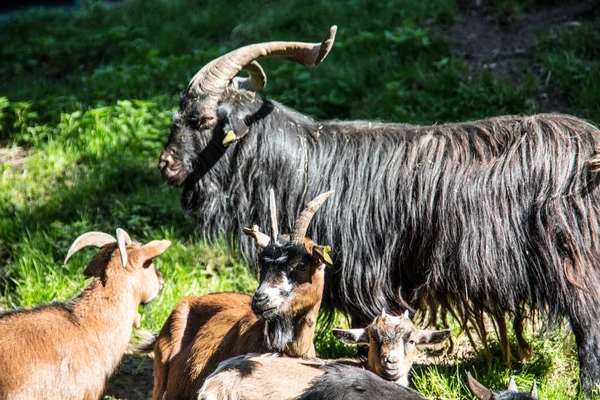 Chèvres sauvages dans la forêt — Photo