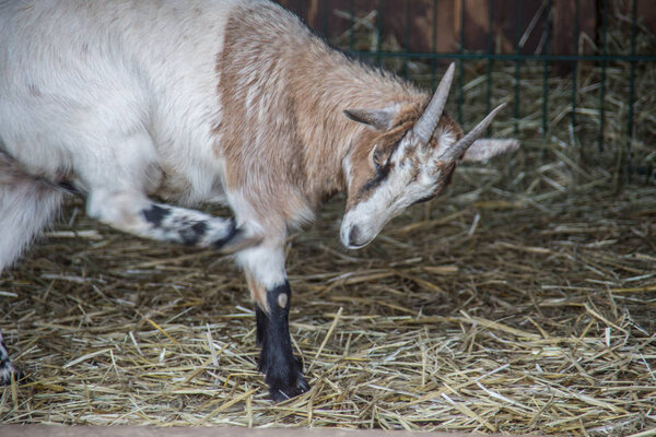 brown white goats foraging