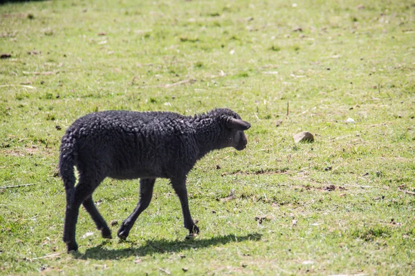 Ovejas en el pasto al comer — Foto de Stock