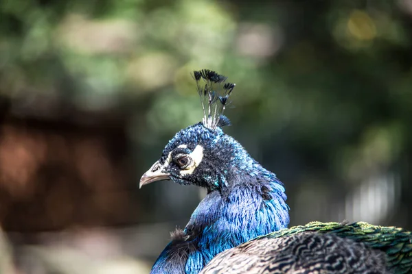 Blue peacock head showes — Stock Photo, Image