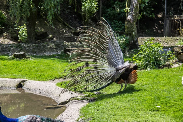 Pavón struts en el prado — Foto de Stock