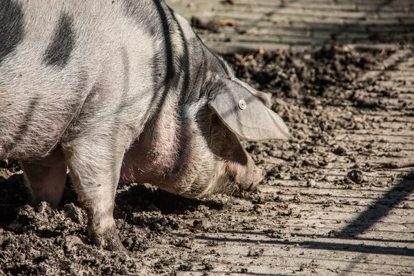 Hausschwein im Schlamm — Stockfoto