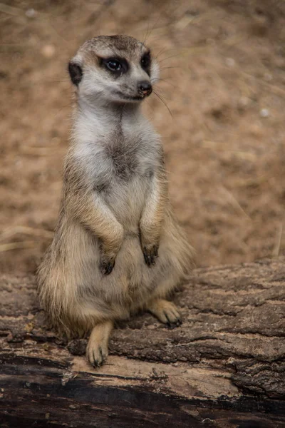 Meerkat στον σταθμό παρατήρησης — Φωτογραφία Αρχείου