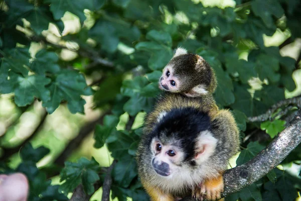 Mono ardilla trepando en el árbol — Foto de Stock
