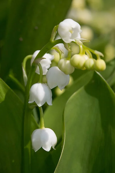 Lily z údolí — Stock fotografie