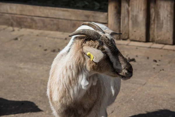 Cabras blancas pardas forrajeando — Foto de Stock