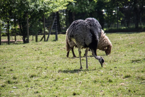 Nandu és juhok a legelőn — Stock Fotó