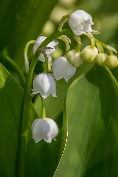 Lily dari lembah — Stok Foto