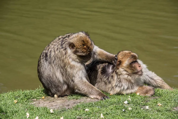 Berber monkeys at waterhole — Stock Photo, Image