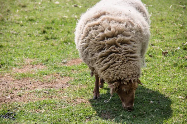 Sheep in pasture when eating