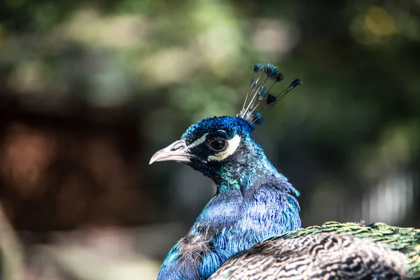 Голубая павлинья голова — стоковое фото