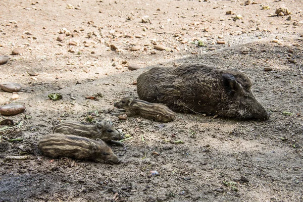 泥の中で新鮮な野生のイノシシ — ストック写真