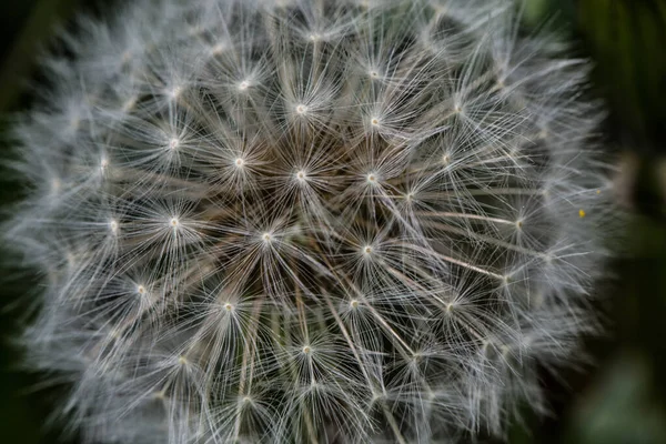 Bola blanca de un diente de león — Foto de Stock