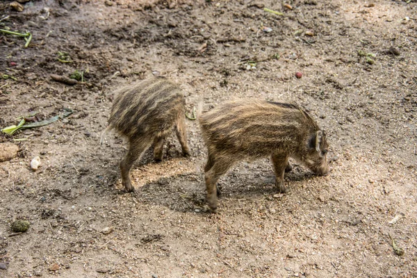 Wild boar with freshlings in the mud — Stock Photo, Image