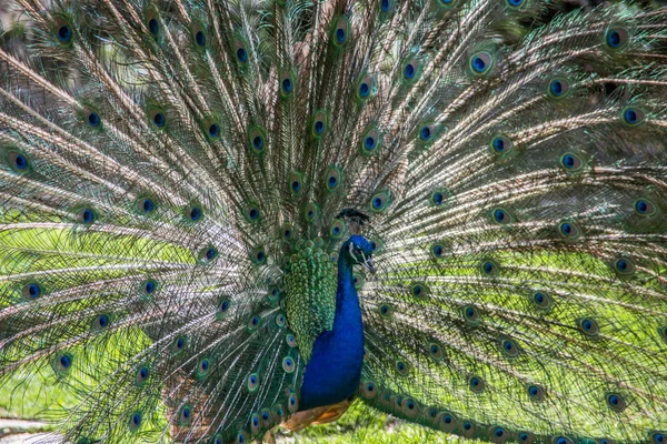 Peacock struts on meadow — Stock Photo, Image