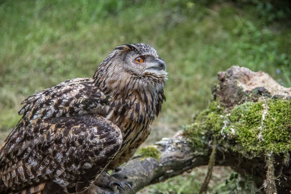 Lurking owl sits on branch — Stock Photo, Image