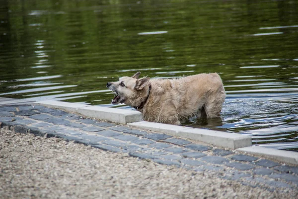 Haariger Hund geht schwimmen — Stockfoto
