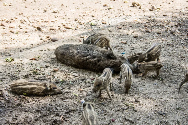 泥の中で新鮮な野生のイノシシ — ストック写真