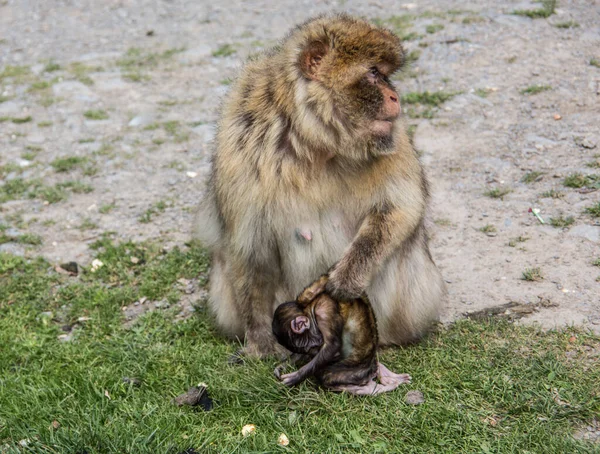 Singe berbère avec un ourson dans les bras — Photo