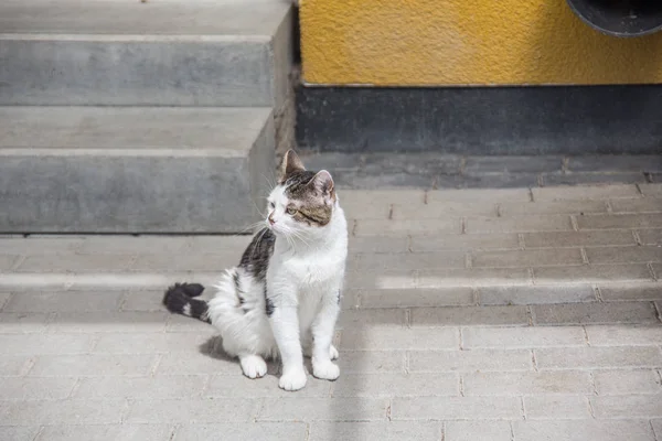 Branco cinza doméstico gato nas escadas — Fotografia de Stock