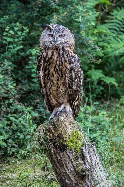 Owl perches on tree trunk — Stock Photo, Image