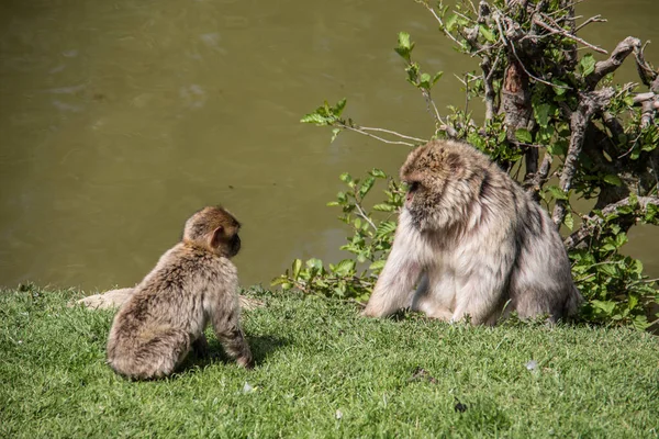 Su birikintisinde berber maymunlar — Stok fotoğraf