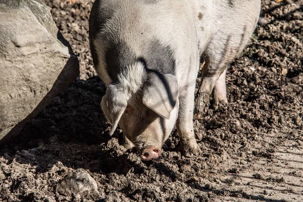 Huisdier varken in de modder — Stockfoto