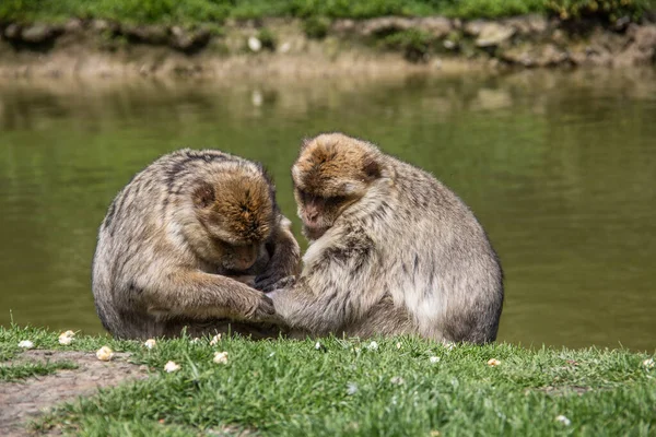 Berber monkeys at waterhole — Stock Photo, Image