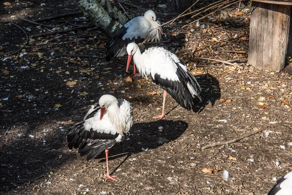 Storkar i skogen — Stockfoto