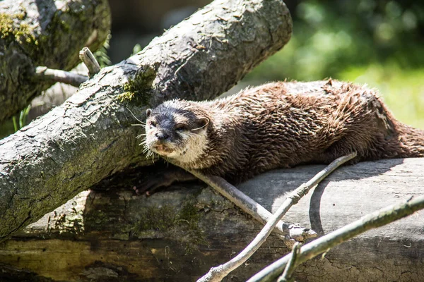 Lontra de peixe que forrageia na água — Fotografia de Stock