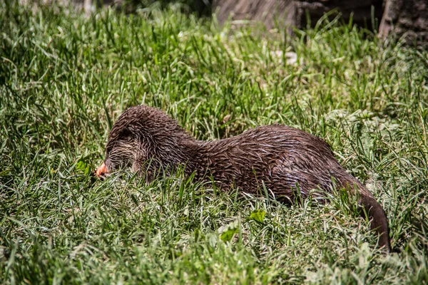 Lontra de peixe que forrageia na água — Fotografia de Stock