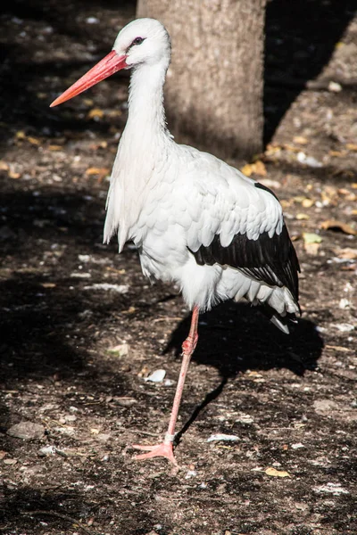 Störche im Wald — Stockfoto