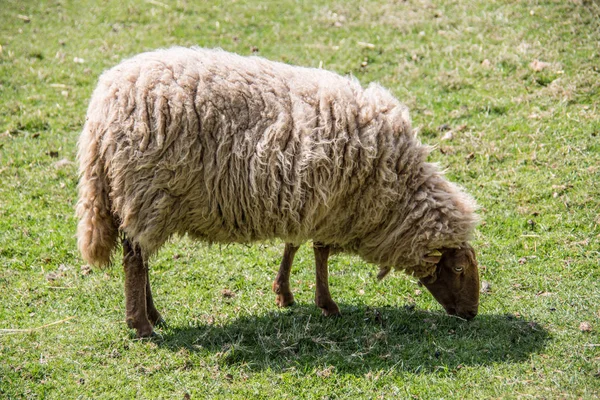 Овцы на пастбище во время еды — стоковое фото