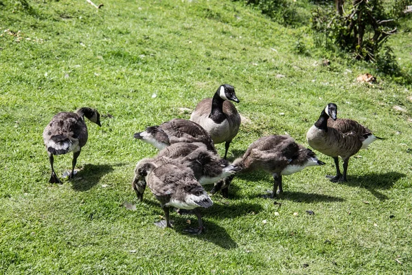 Geese family waddles on meadow — 스톡 사진