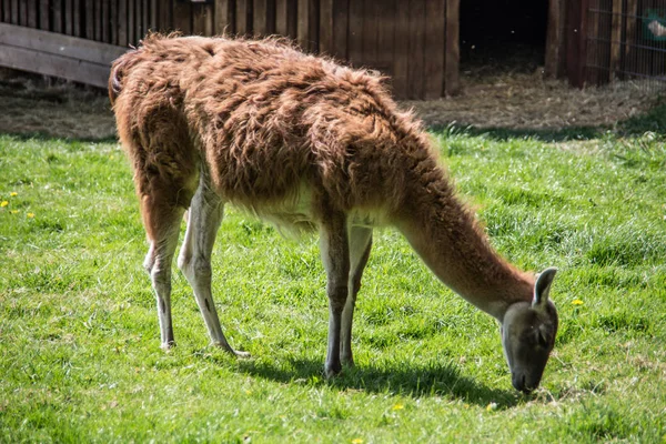 Lama på betesmark medan du äter — Stockfoto