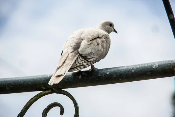 White laughing pigeon in the garden — 스톡 사진