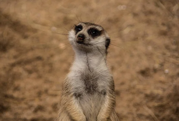 Meerkat pe postul de observare — Fotografie, imagine de stoc