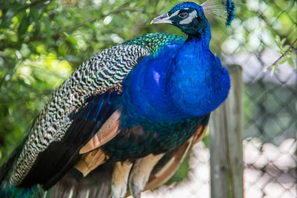 Peacock struts on meadow — Stock Photo, Image