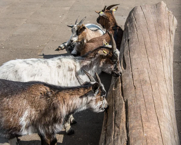 Chèvres Mangeant Dans Parc — Photo