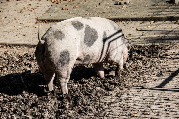 Huisdier varken in de modder — Stockfoto