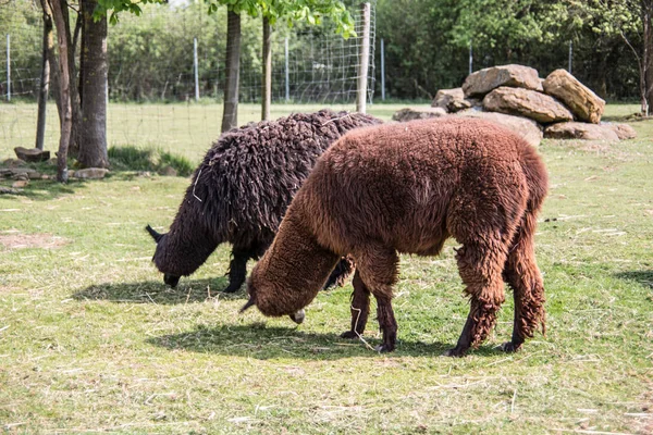 Llama σε βοσκότοπους, ενώ τρώει — Φωτογραφία Αρχείου