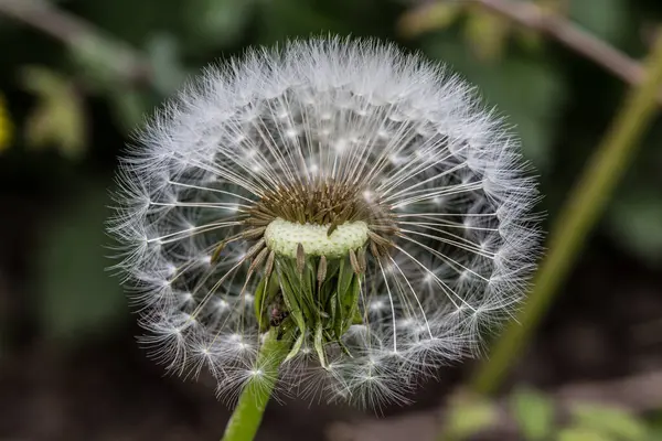 Weiße Pusteblume eines Löwenzahns — Stockfoto