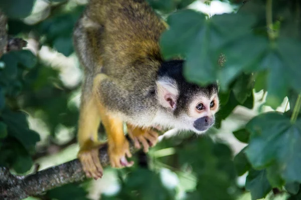 Macaco esquilo subindo na árvore — Fotografia de Stock